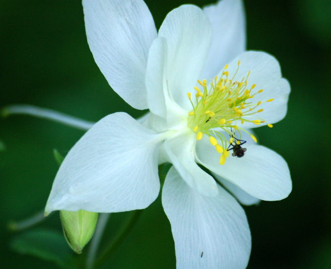 macro columbine